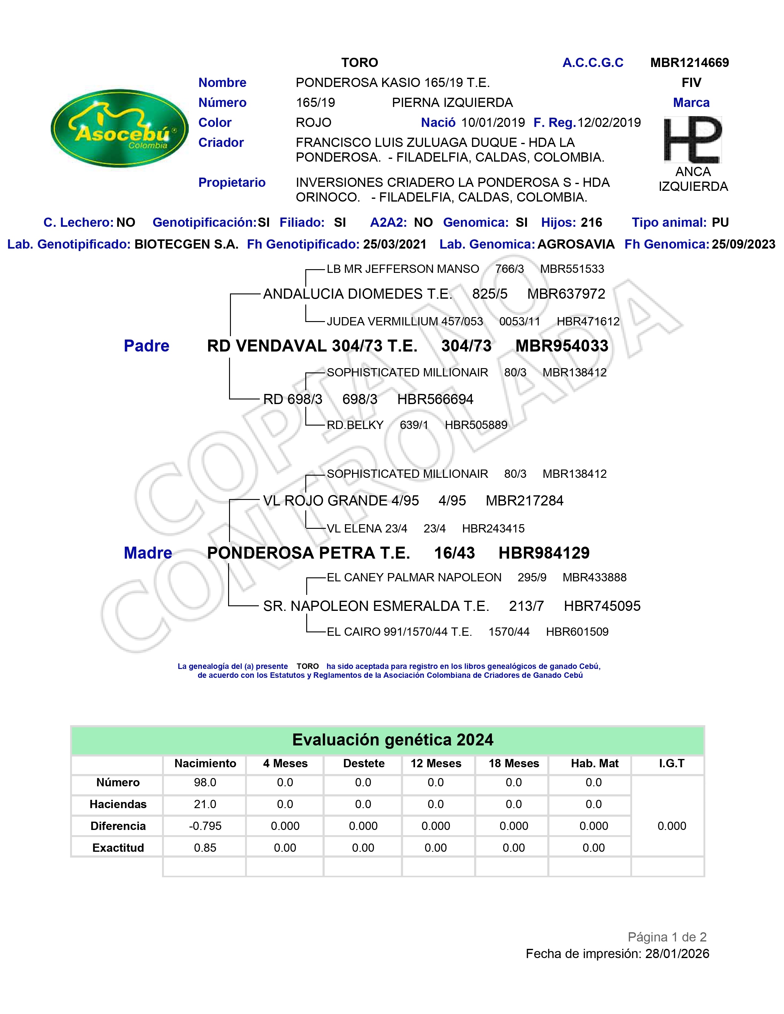 PONDEROSA KASIO 165/19 T.E.